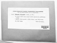 Gymnopus dryophilus image